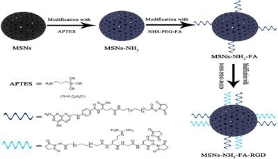 Preparation of RGD Peptide/Folate Acid Double-Targeted Mesoporous Silica Nanoparticles and Its Application in Human Breast Cancer MCF-7 Cells